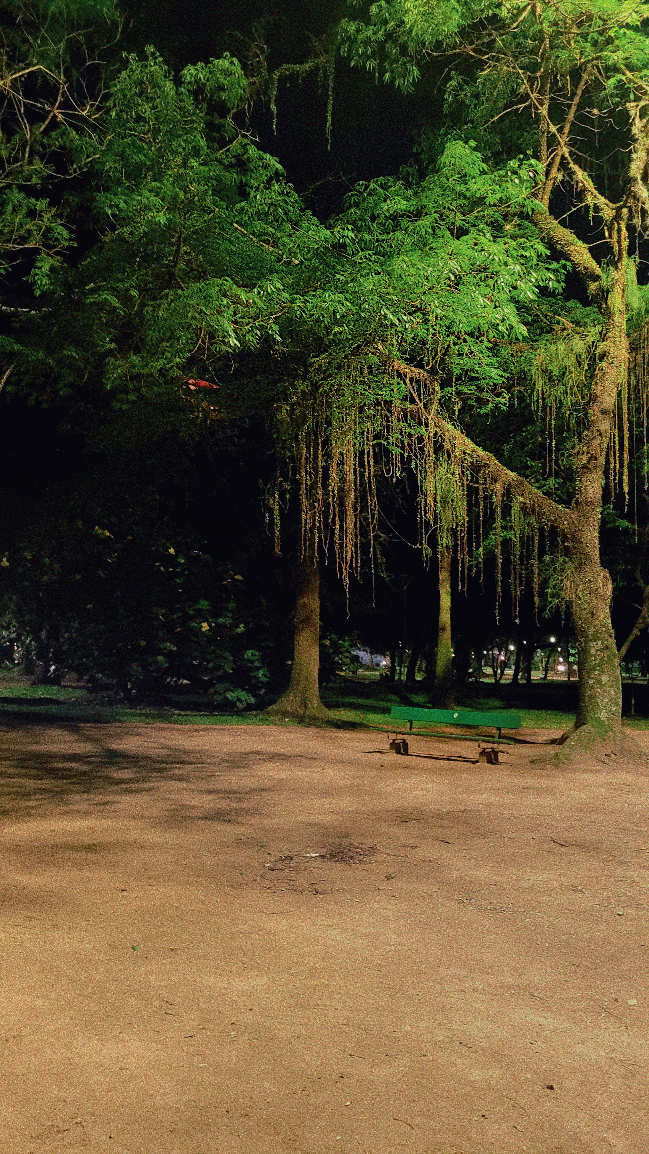 Foto aleatória tirada numa caminhada no parque