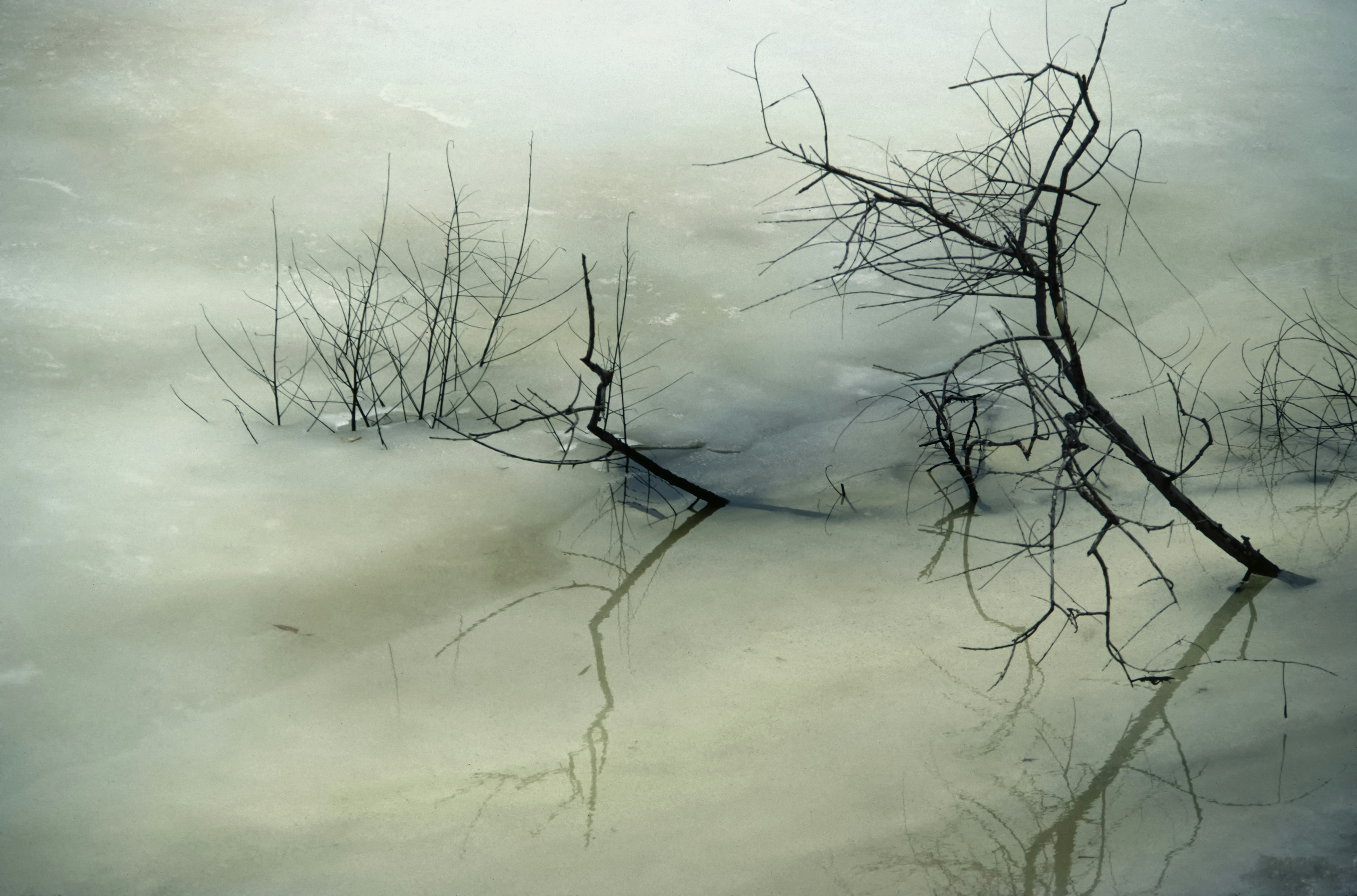This abstract photograph captures the delicate silhouette of a barren tree emerging from the tranquil surface of a still body of water. The muted tones and soft reflections evoke a sense of calm and introspection, blending nature