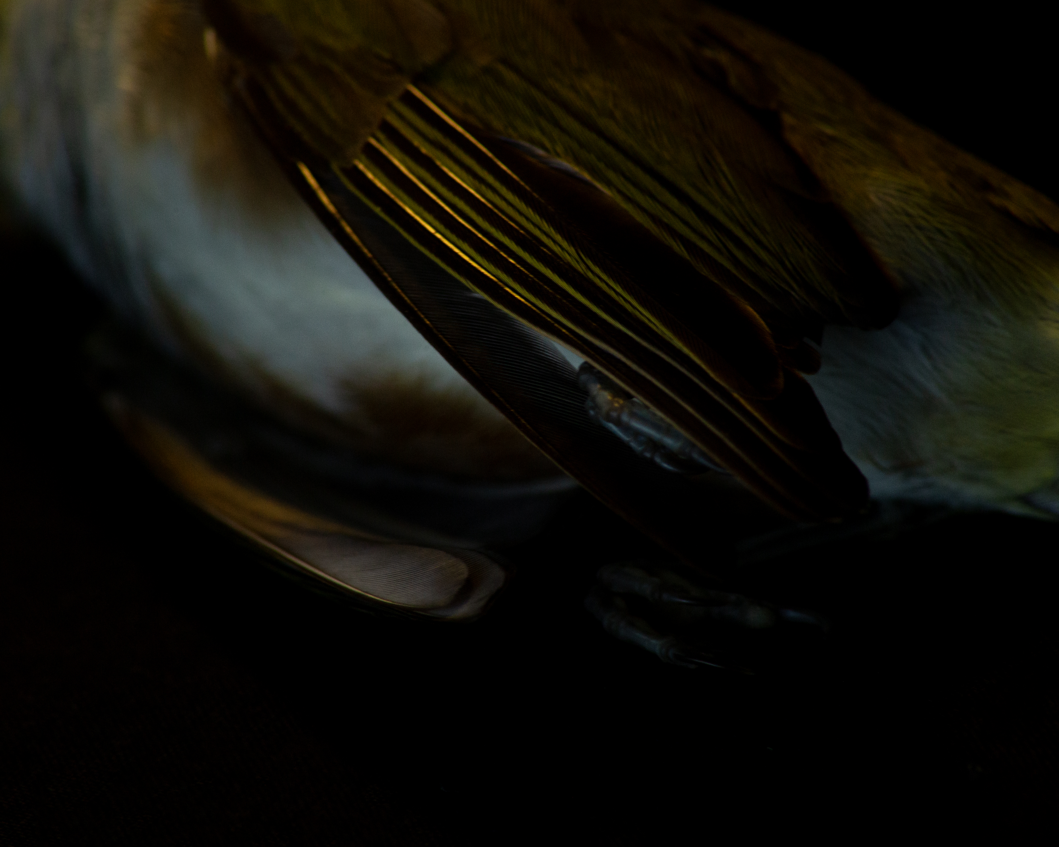 I was never the type to throw funerals for dead animals, always prided myself on being too tough for that, but I do think photos are a kind of remembering. This bird felt too beautiful to go straight into the bin without ritual. 