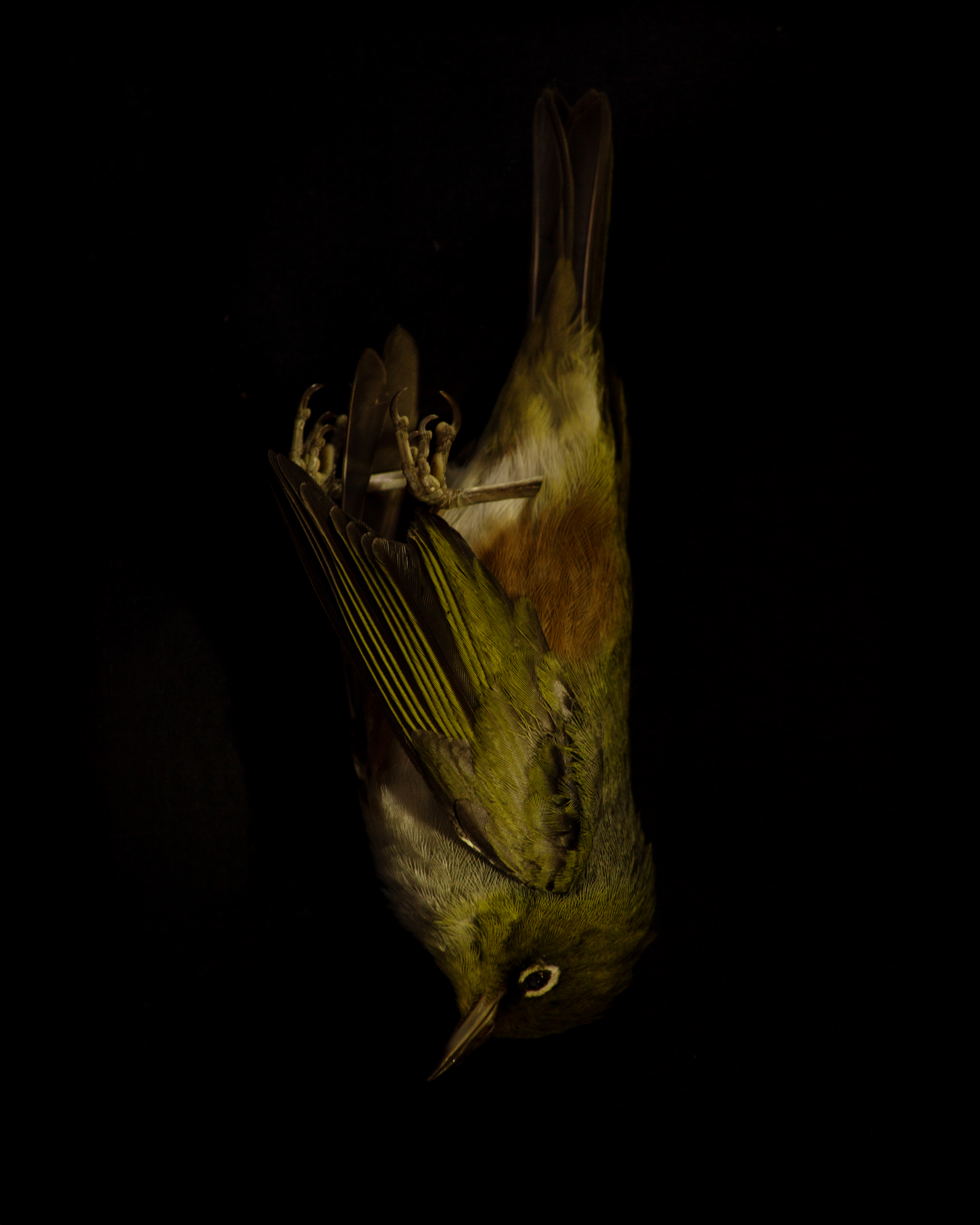 I heard this bird  hit the building on the living room. My head snapped to the source of the noise but I saw only feathers slowly falling outside the window.