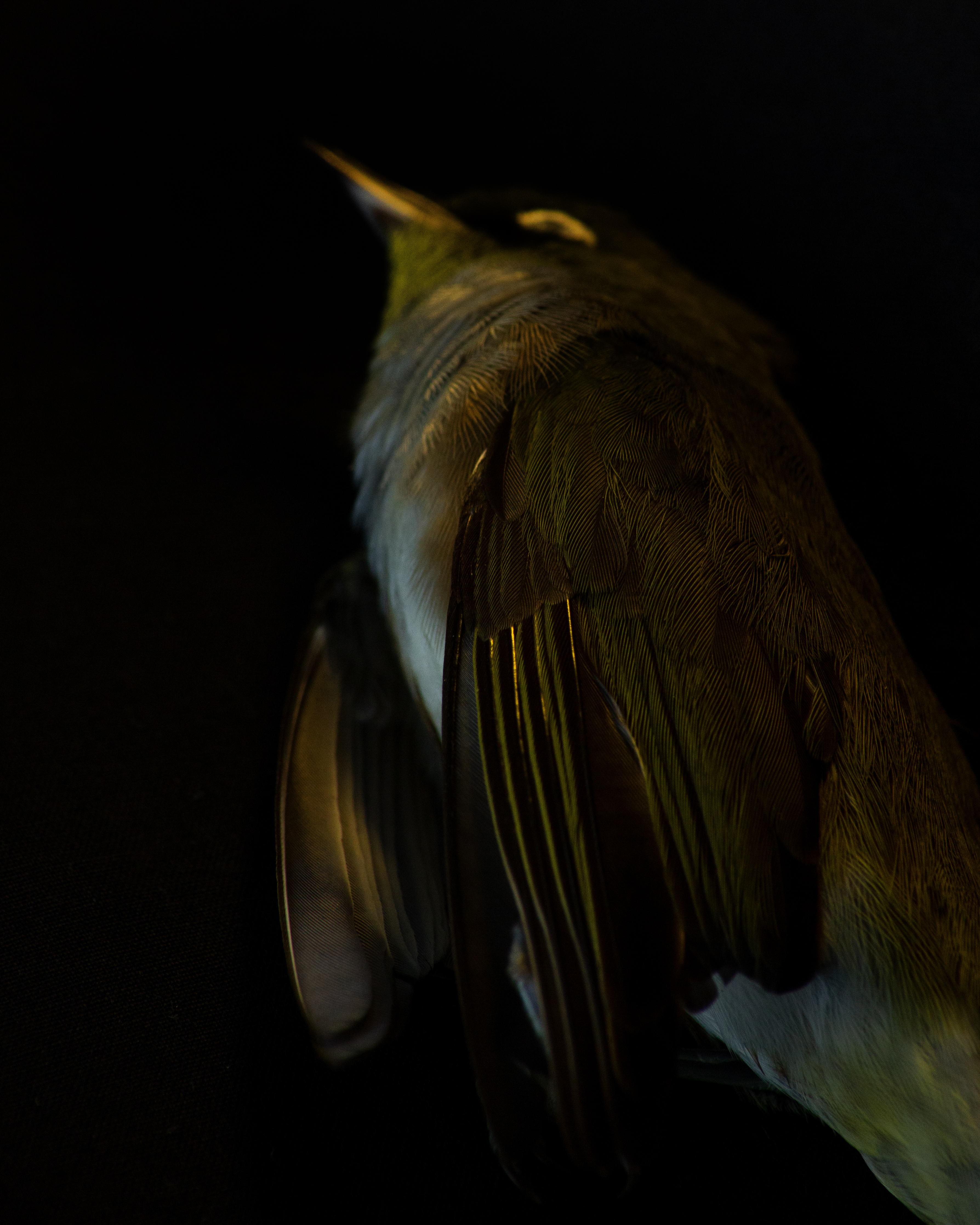 This is not the first time I have photographed a Silver Eye like this. They
