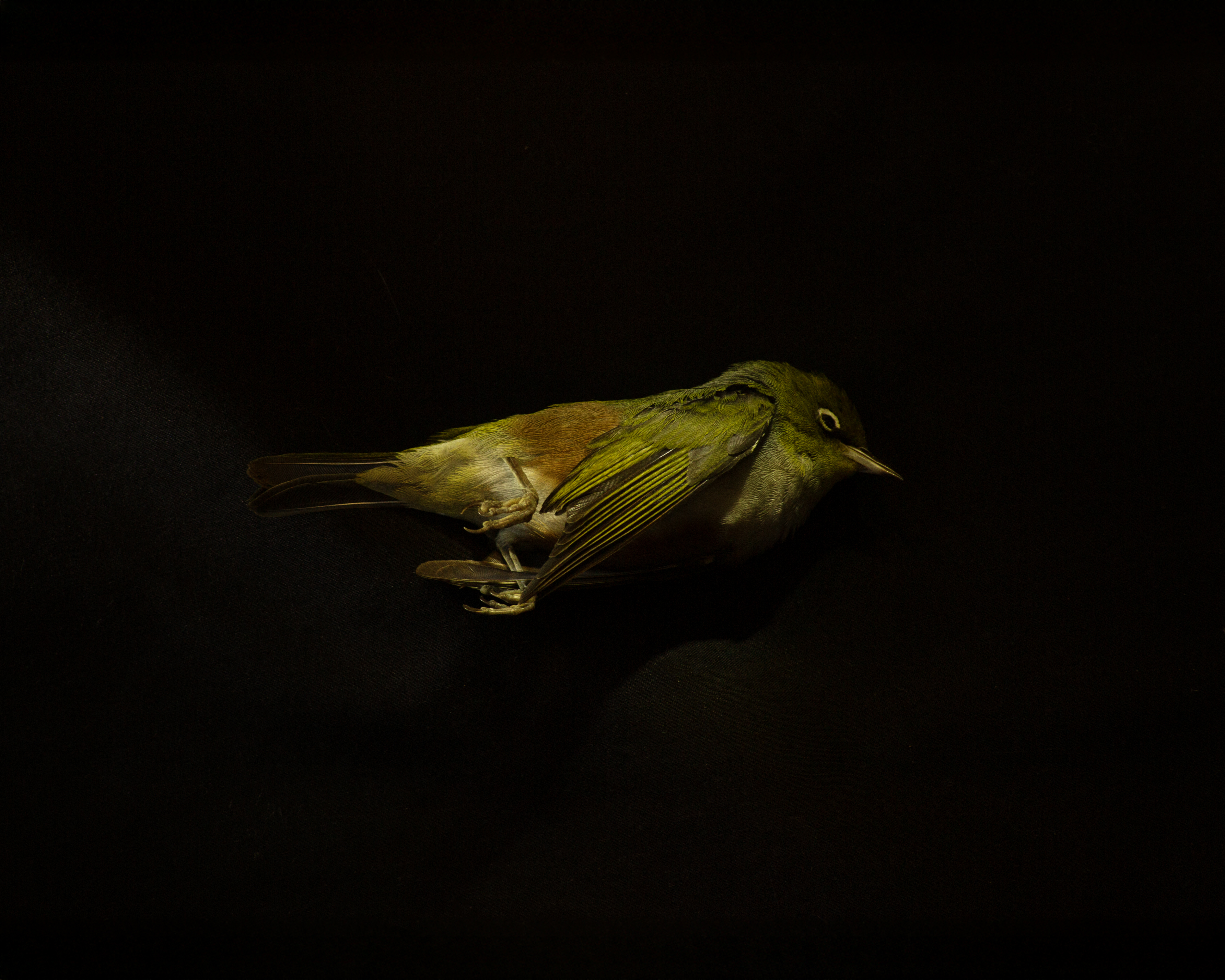 Outside, I found it, already dead. Wings still slightly outstretched, body still warm and malleable. I carefully collected it in a box  and brought it inside to photograph.