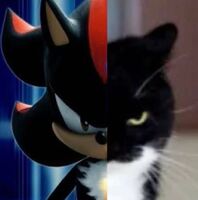 aaa